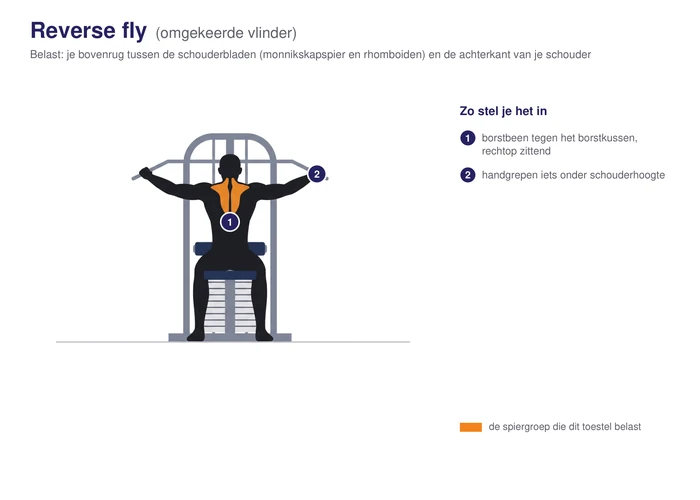 Reverse fly, schematisch, zittend met de borst tegen het kussen en de armen geopend naar achteren, de achterkant van de schouder en de bovenrug gearceerd